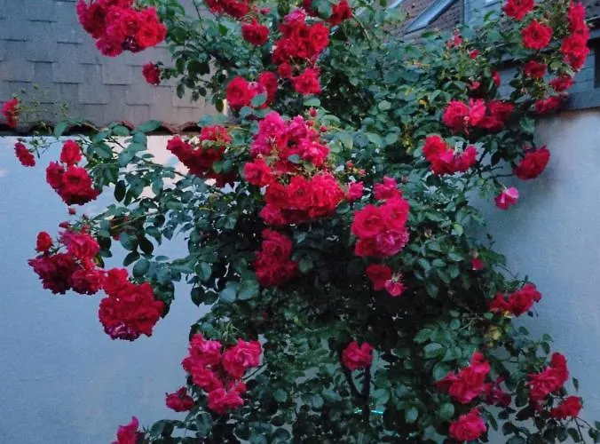 Appartement Mit Wohnflair Essen